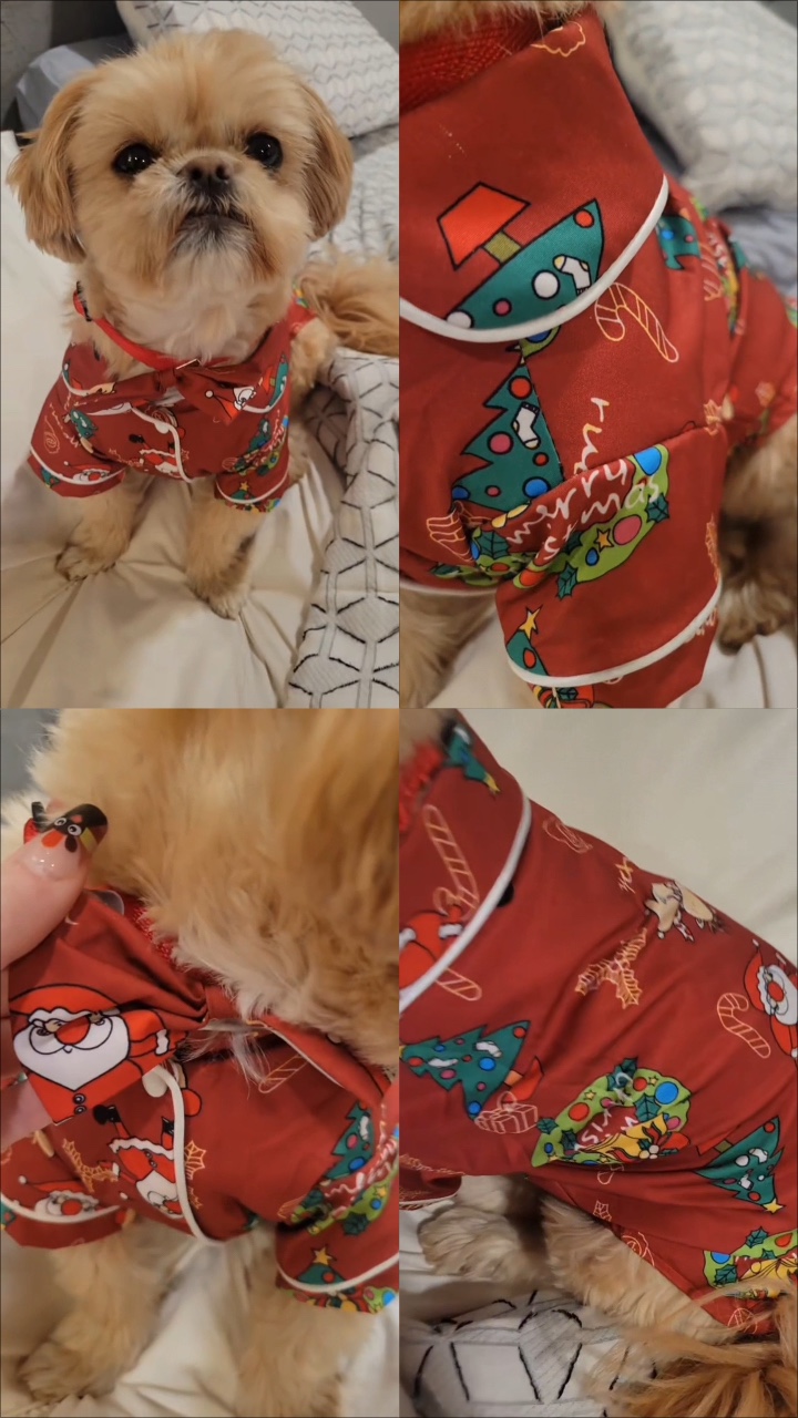 크리스마스 애완동물