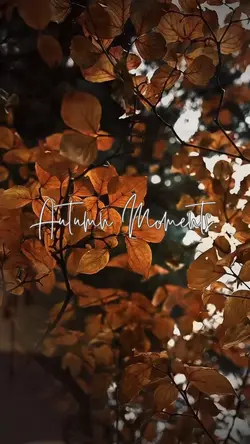 Autumn Moments 