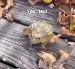 Frog laugh meme