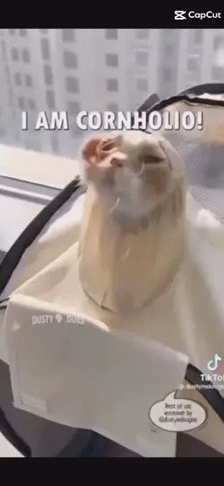 Cat memes