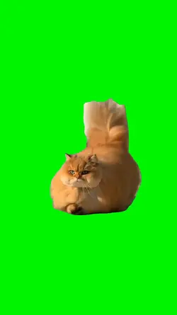 Chipi Chipi Chapa