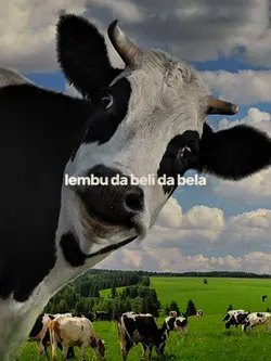 lembu dah beli dah
