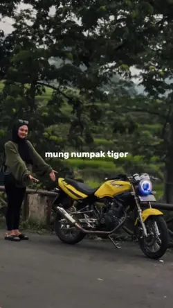 mung numpak tiger