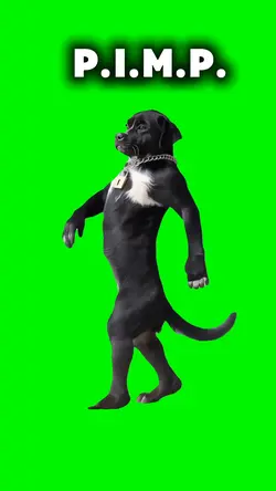 P.I.M.P. DOG