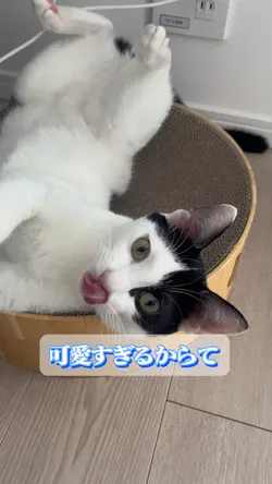 可愛いペットなど