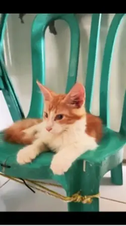Petfunny