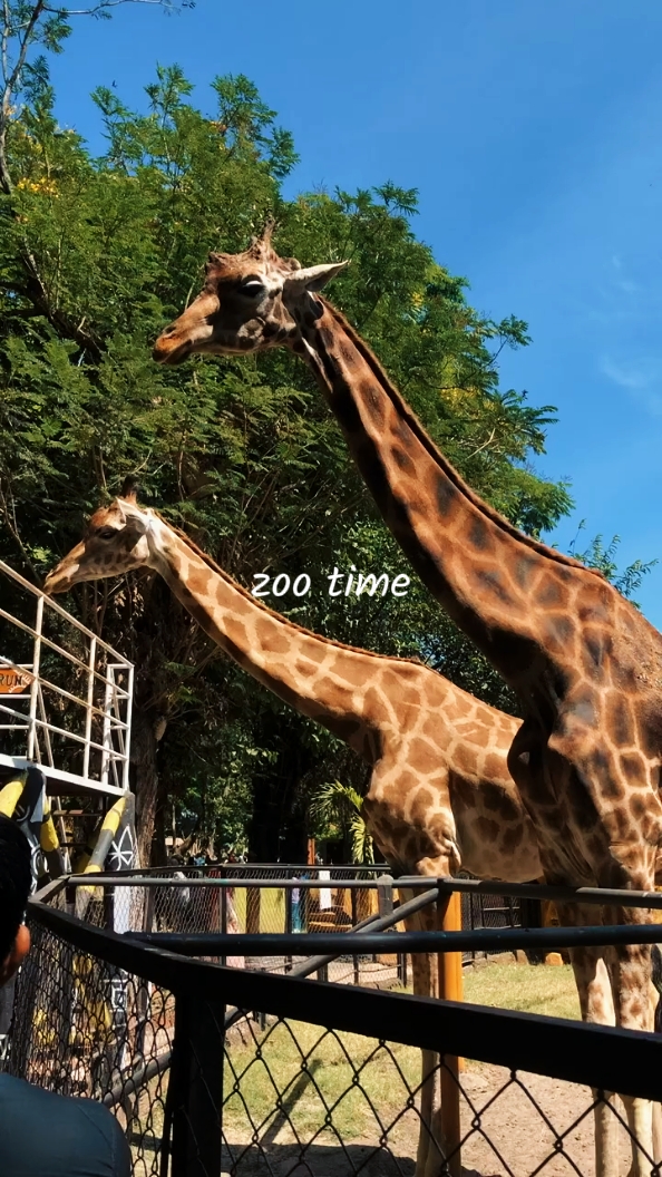 zoo time