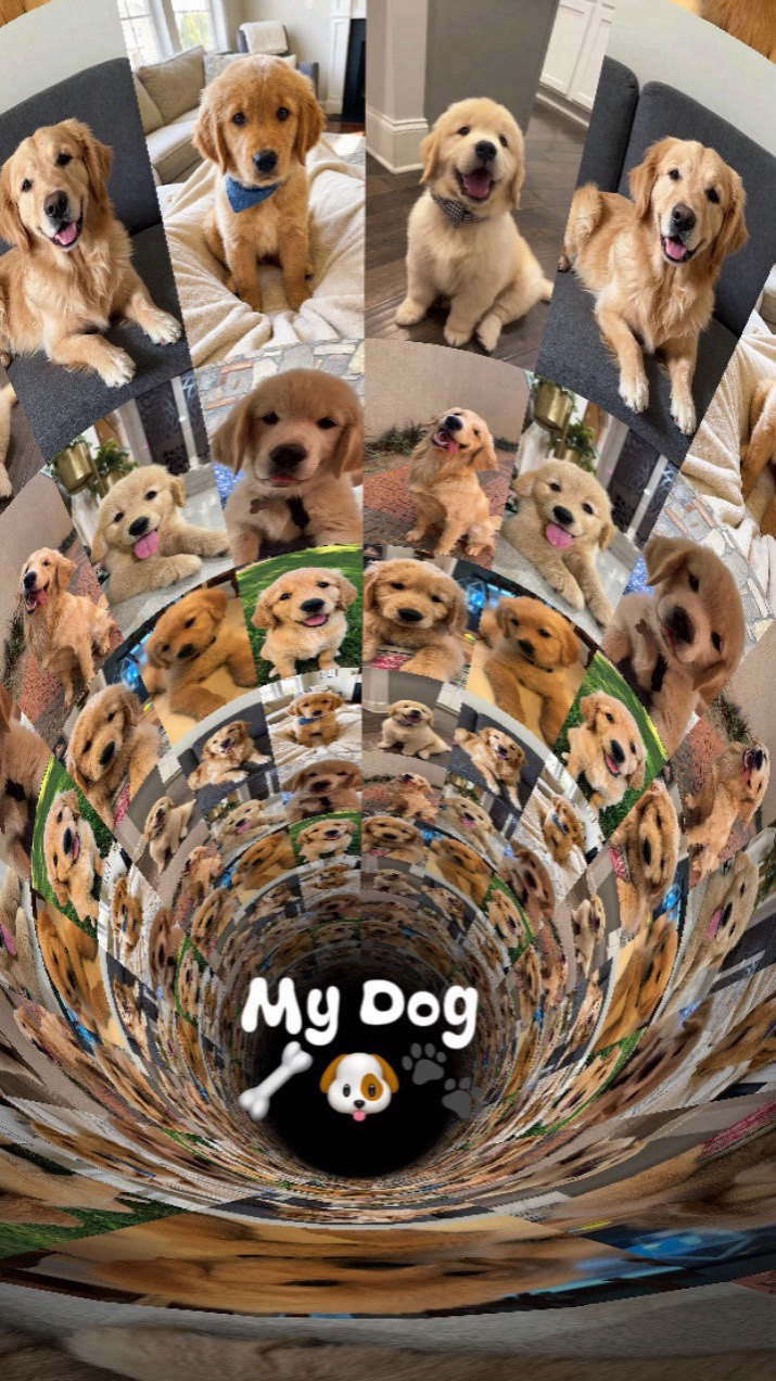 My Dog🐶