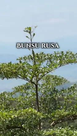 bunsu rusa 