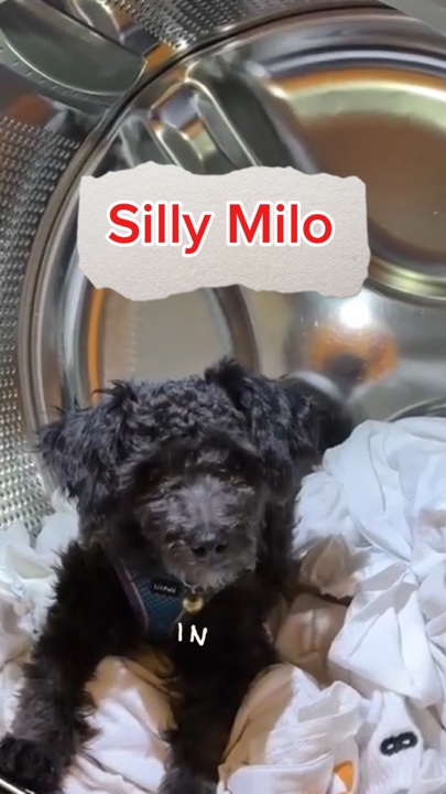 Tonto Milo