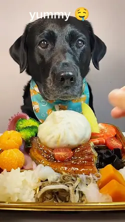 dog mukbang