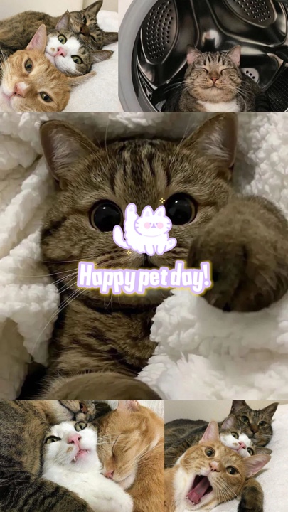Hari Kucing
