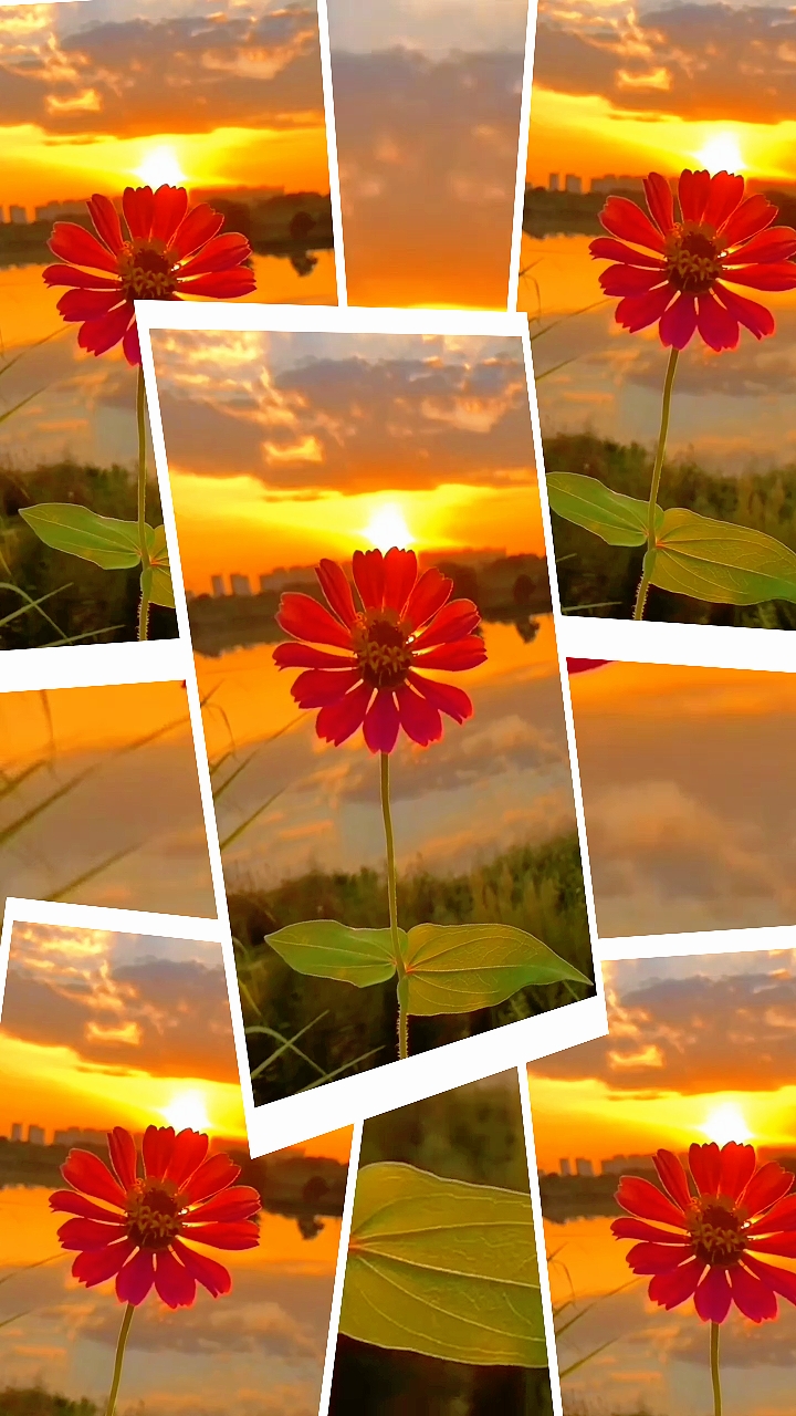 Goldene Herbstblume