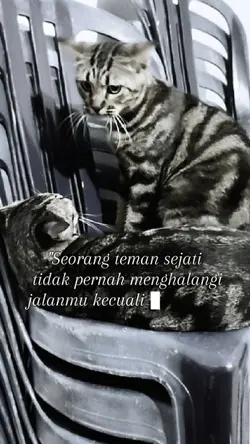 Best Friend 