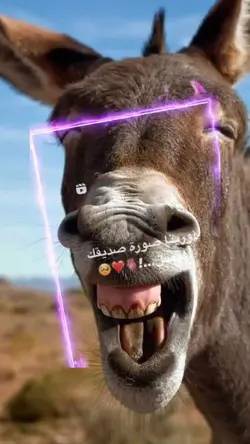 قلب الاسد