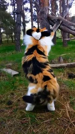 Pet dance