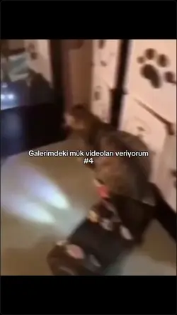 Dönen kedi
