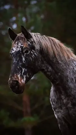 pretty pony