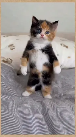 dancing cat