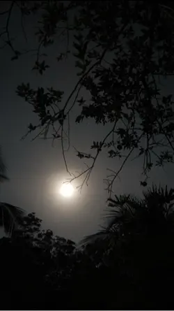 Suara tokek jangkrik