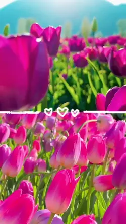 tulip flowers 