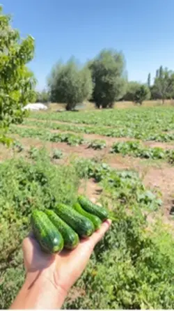 Turşuluk satılık