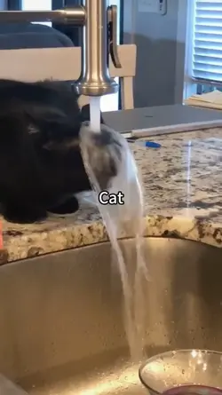 cat memes