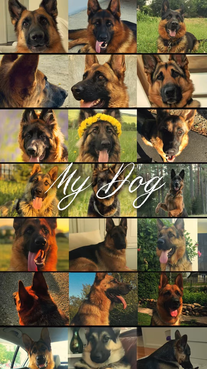 Hund süß