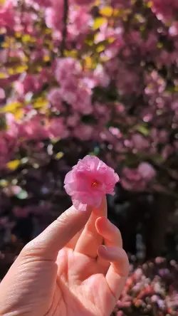 Slowmotion video 🌸✨