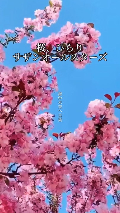 桜、ひらり/サザンオールスターズ