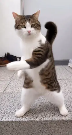 Miming viral cat