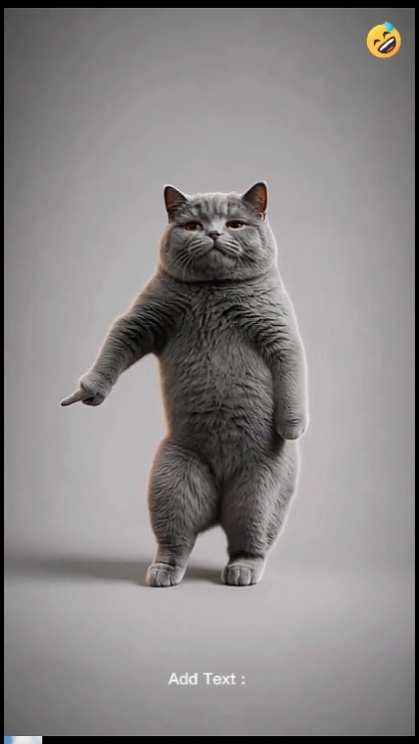 Dance Cat.? 