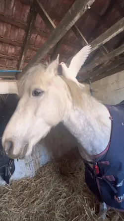 AHA HELP๐ญhorse slomo