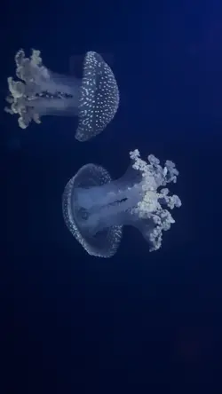 Aquarius 