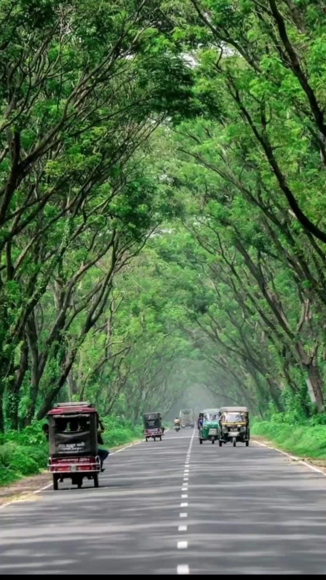 ভাইরাল টেমপ্লেট 