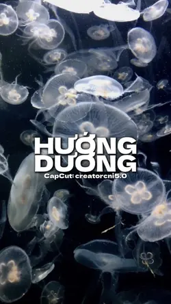 Hướng Dương 