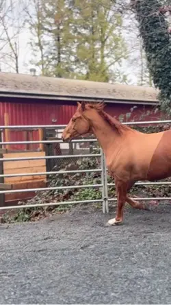 Fine carrot 