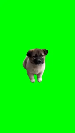 Impatient Puppy
