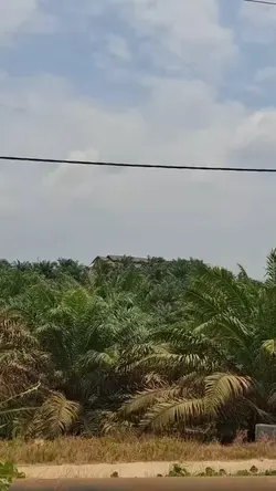hantu durian