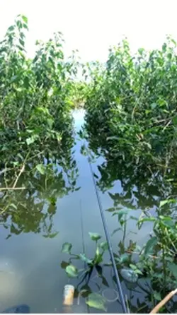 Story mancing