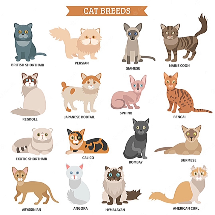 kedi türleri