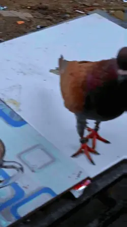 hobi burung