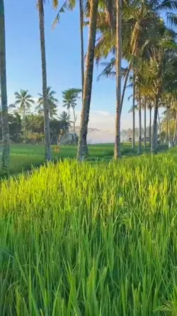 Suasana pagi hari