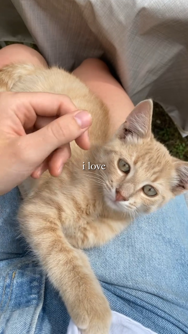 Amo a los gatos