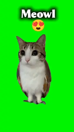 Meowl Meme