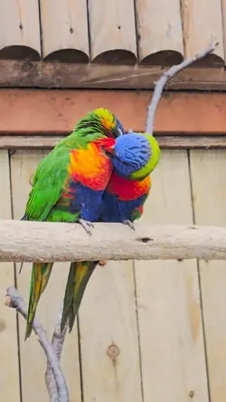 parrot