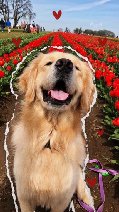Día del perro