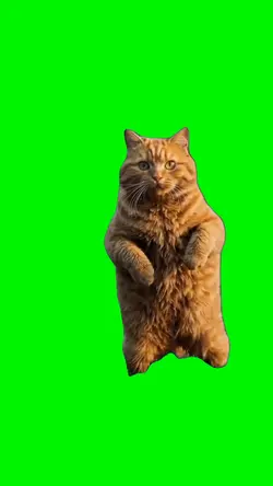 DANCING CAT 