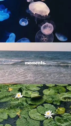 3 pics 