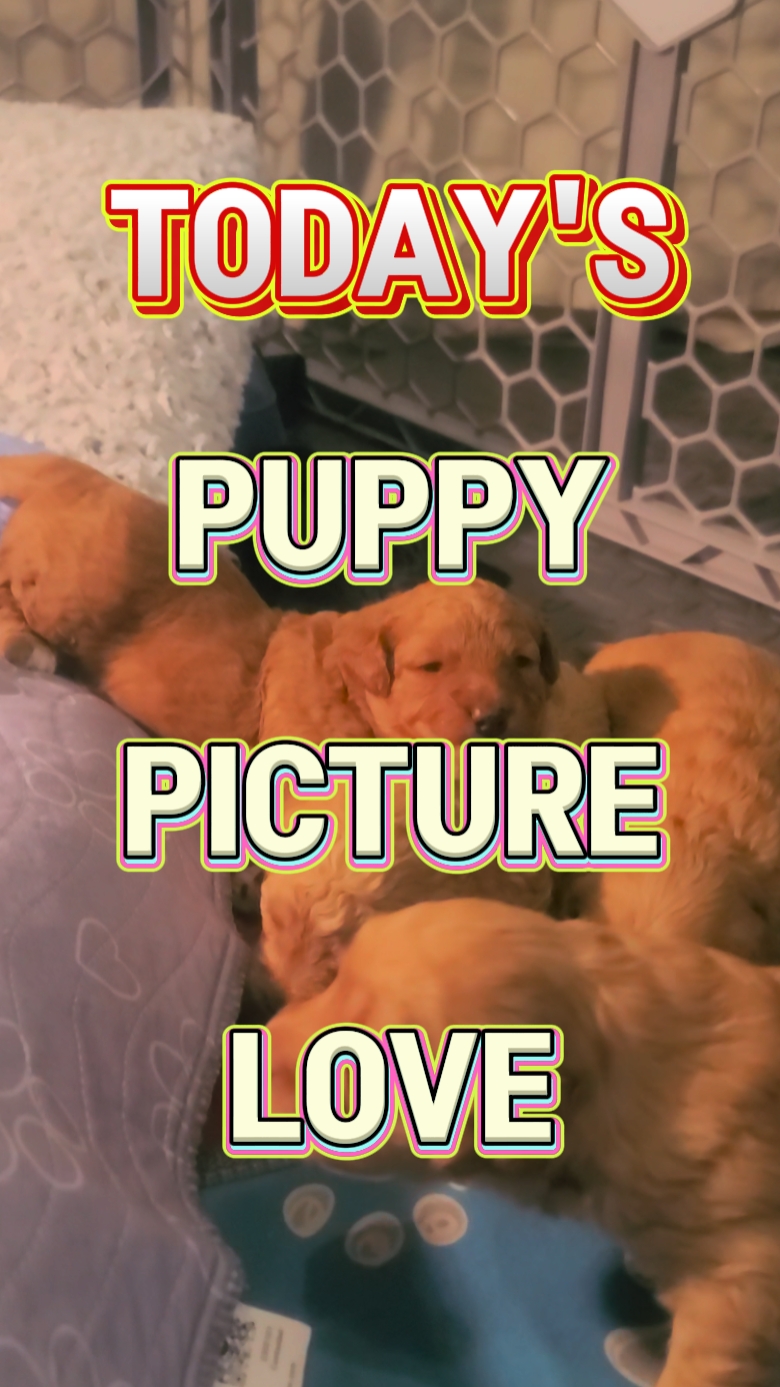 Fotos de cachorros